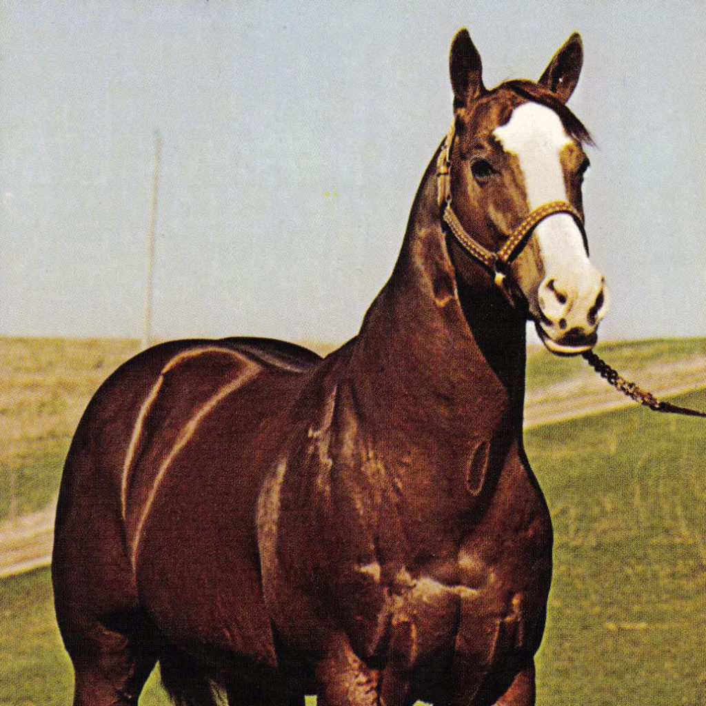 Legenden der American Quarter Horse Zucht Tiger Leo › Quarter Horse
