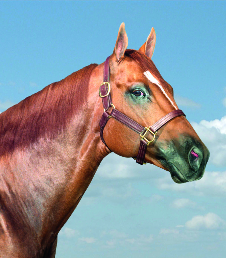 Legenden der American Quarter Horse Zucht Mr Jess Perry › Quarter
