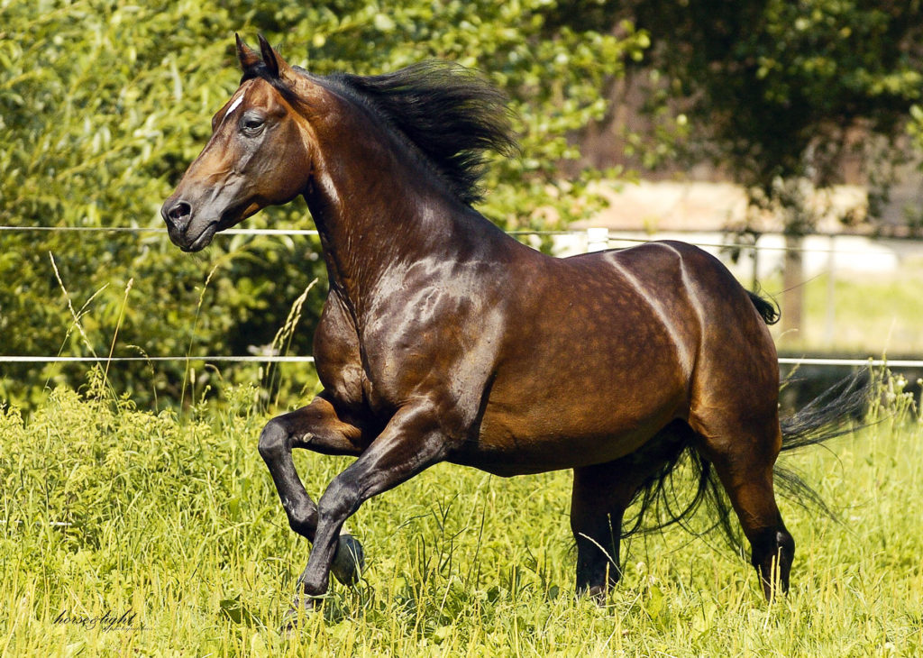 Legenden der American Quarter Horse Zucht Chex Enterprise › Quarter