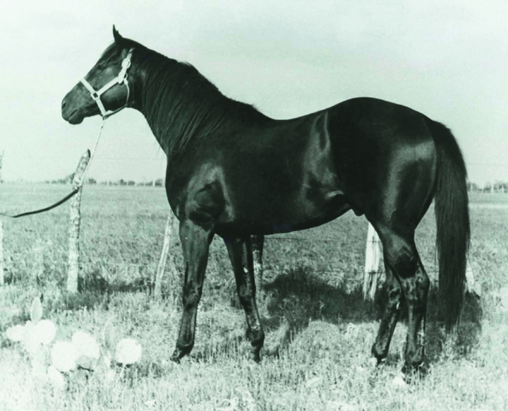 Legenden der American Quarter Horse Zucht Depth Charge › Quarter Horse