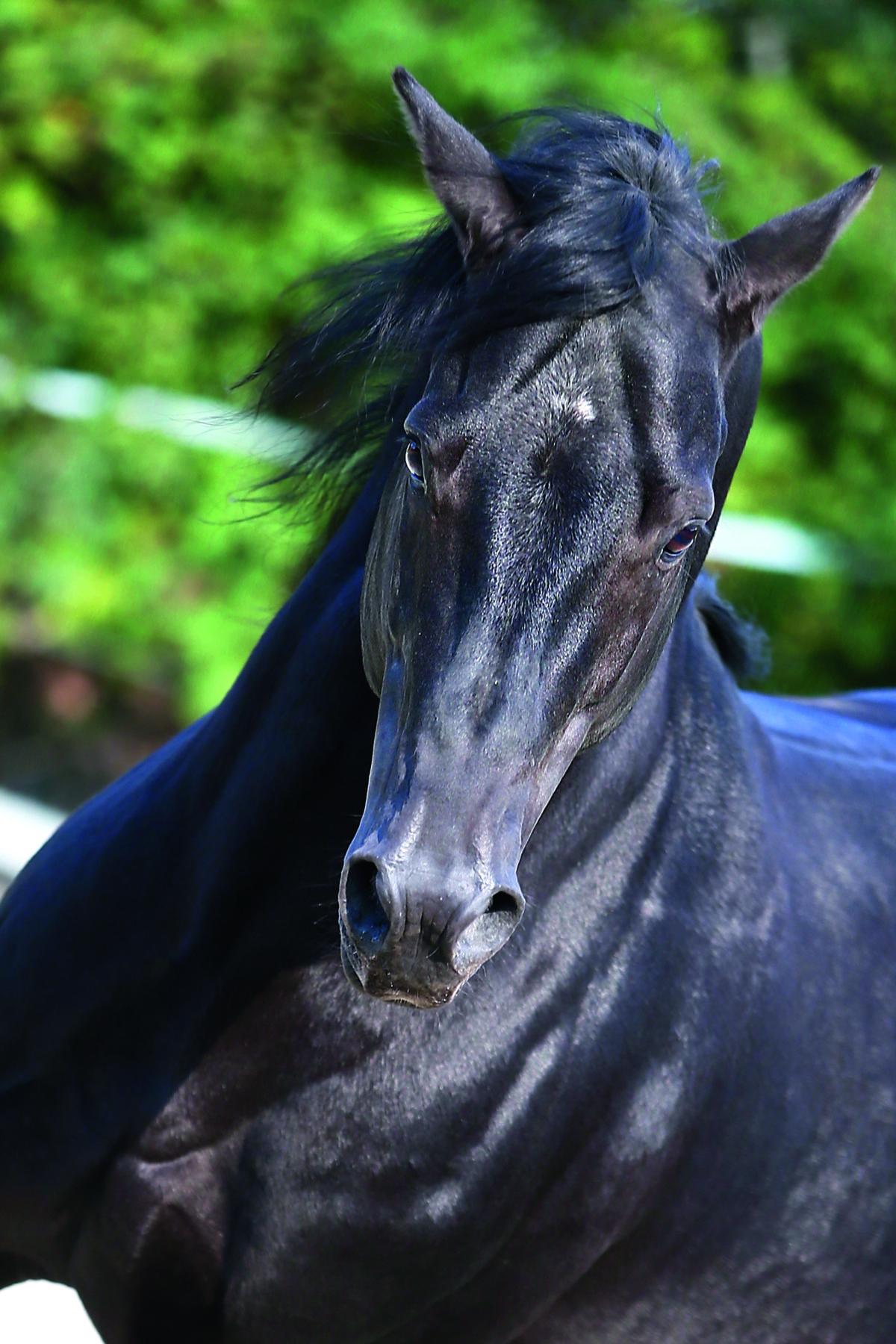 Ursprungszucht des AQH › Quarter Horse Journal