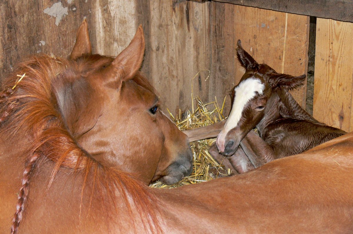 Herda › Quarter Horse Journal