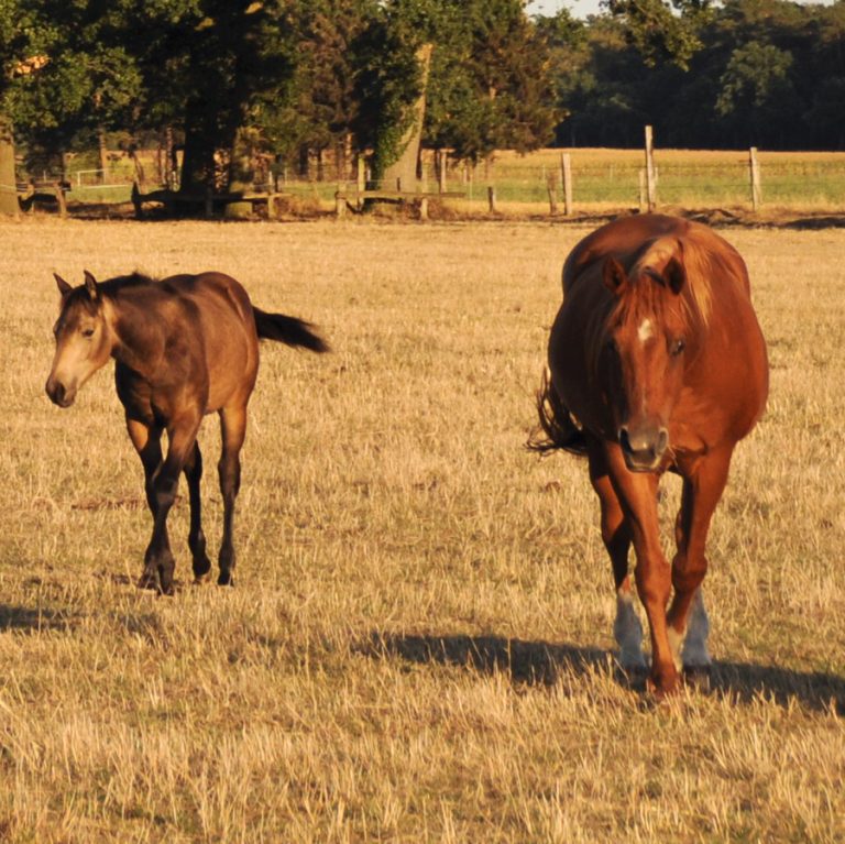 Legenden der American Quarter Horse Zucht Diamonds Sparkle › Quarter