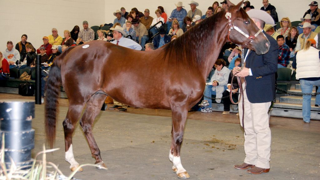 Legenden der American Quarter Horse Zucht Vital Signs Are Good