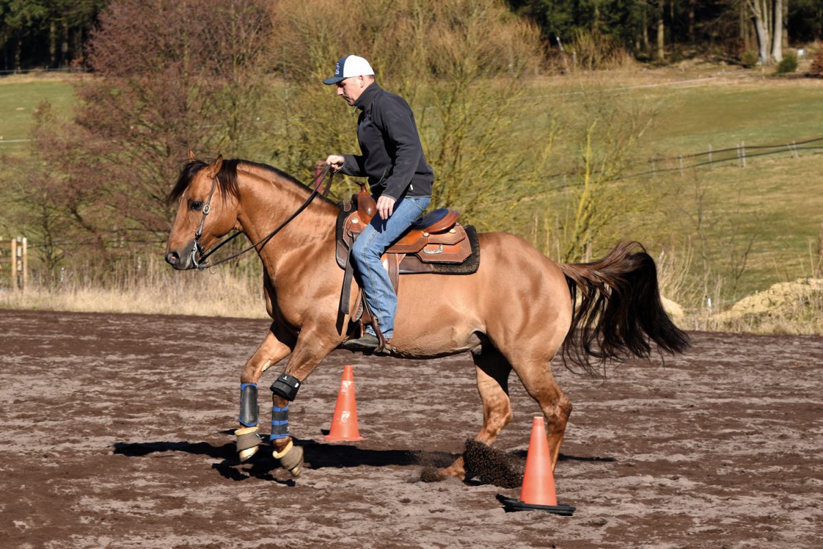 Flying Lead Change › Quarter Horse Journal