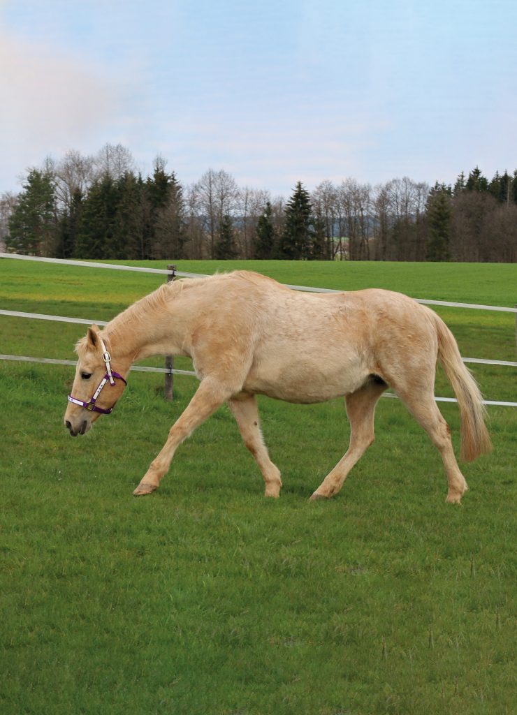 Sanft auf Trab halten - Quarter Horse Journal