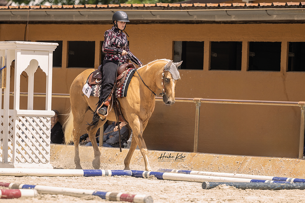 Pferdegerecht Antrainieren Quarter Horse Journal